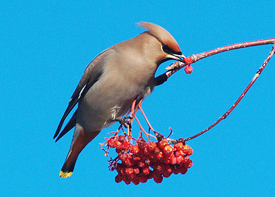 Bombycilla garrulus